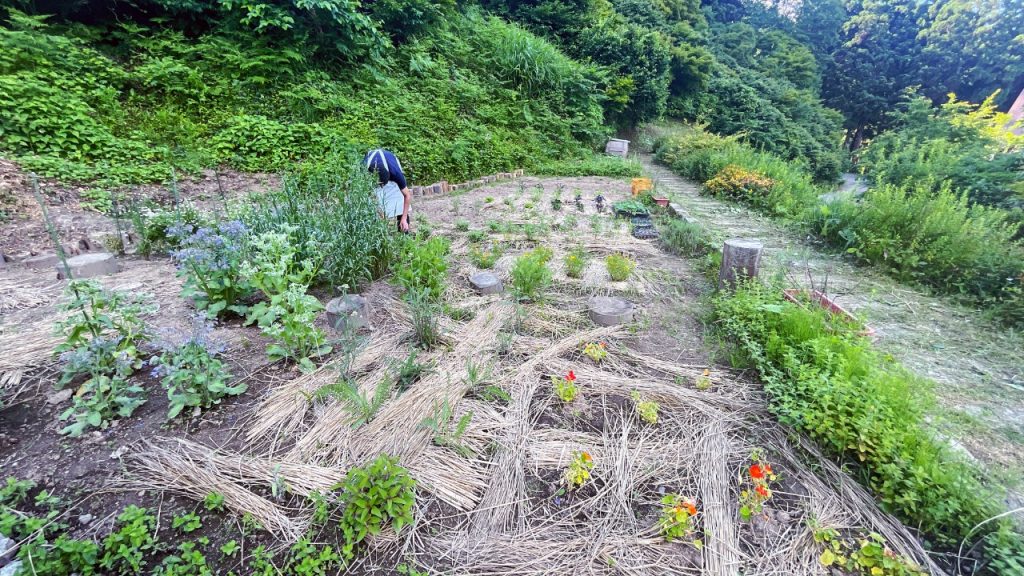 里山十帖の畑