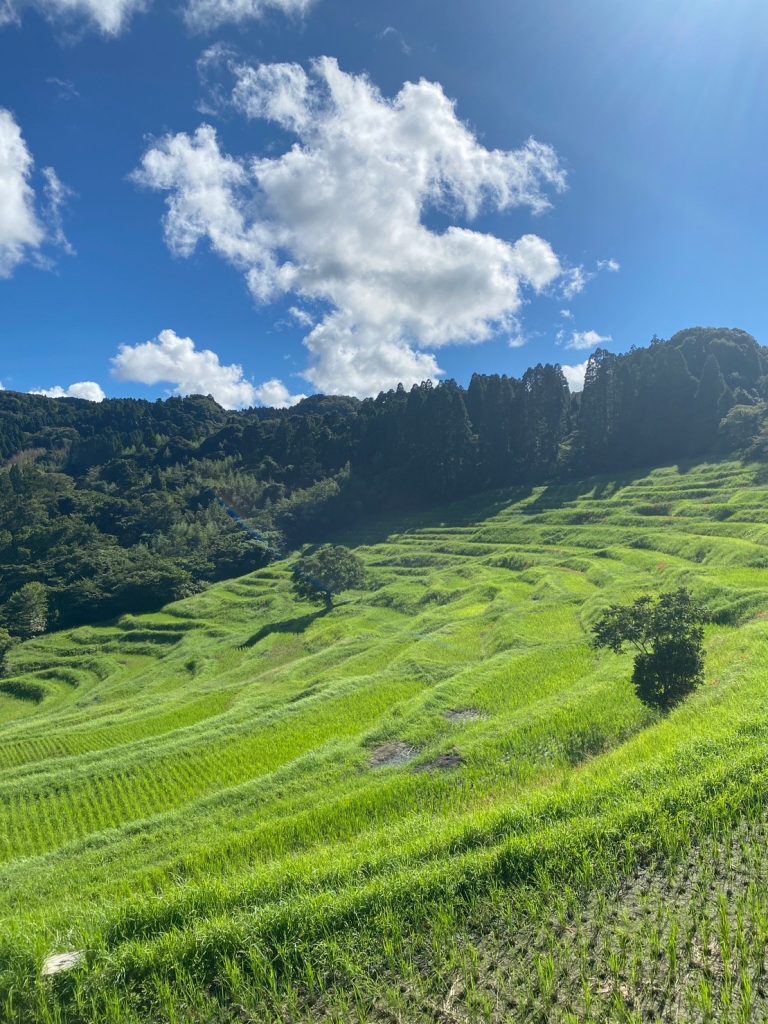 大山千枚田