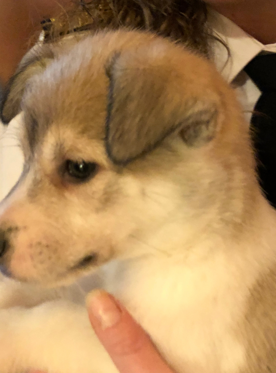 子犬