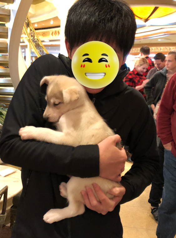 子犬を抱っこ
